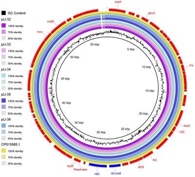 Whole-genome sequencing of Listeria innocua recovered from retail milk and dairy products in Egypt